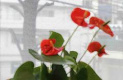 中川化學株式會社 Nakagawa Chemical - Foglas Print Gradation 磨砂玻璃印刷漸變薄膜 FP-003