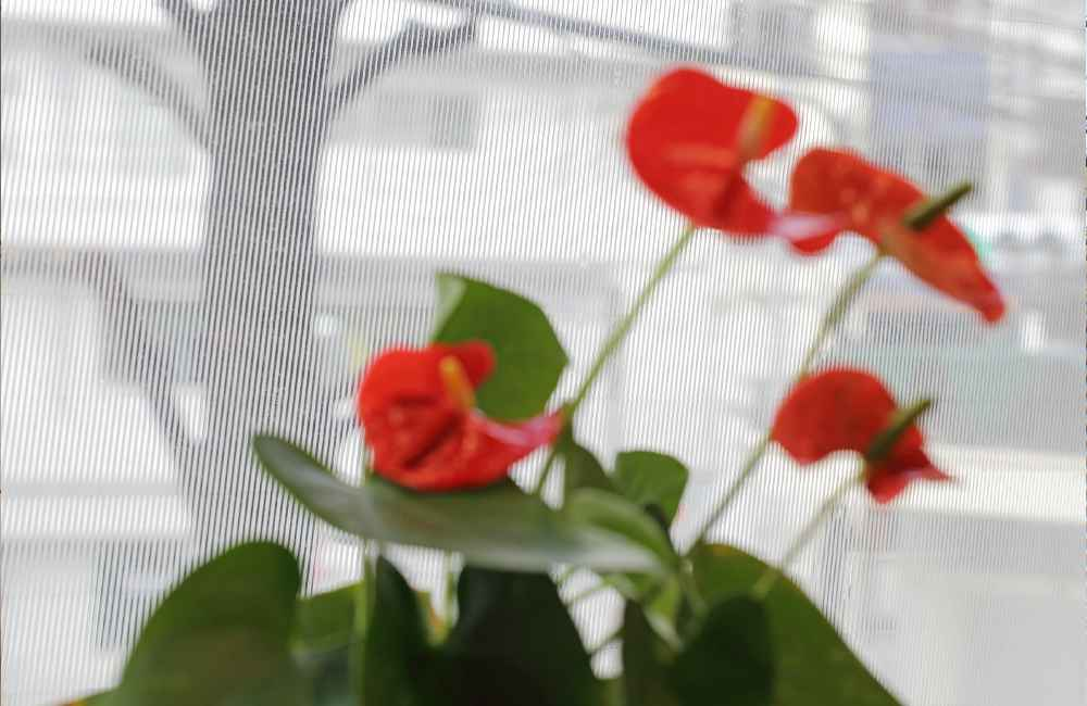 中川化學株式會社 Nakagawa Chemical - Foglas Print Gradation 磨砂玻璃印刷漸變薄膜 FP-003